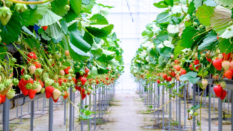 Du lịch Măng Đen trải nghiệm nông trại