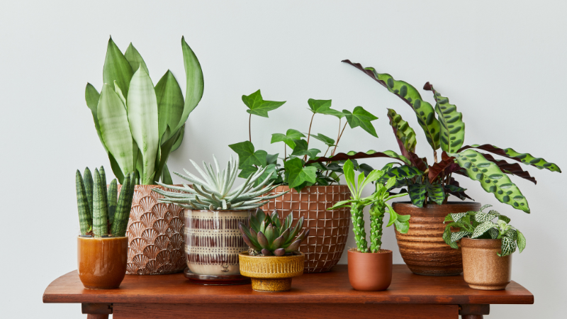 Cây cảnh, cây hoa tặng ngày lễ Vu Lan