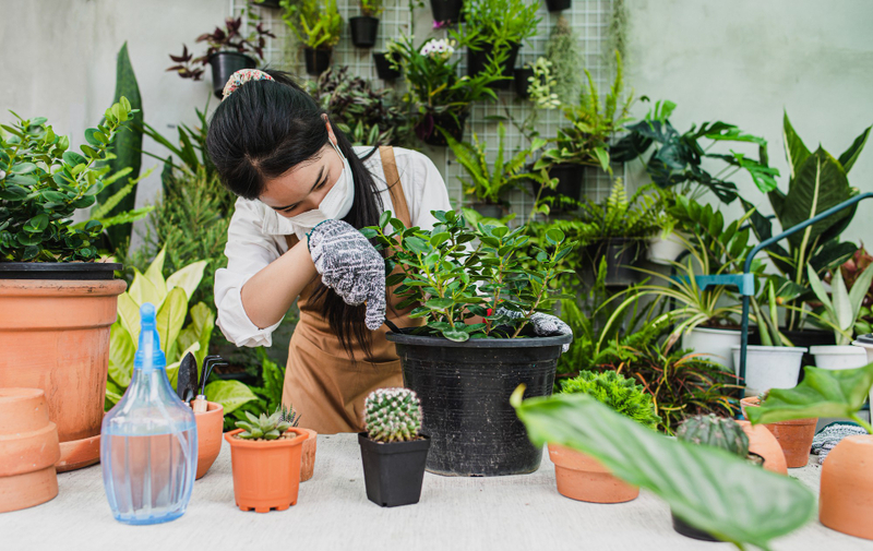 Cây cảnh quà tặng mẹ 20/10 trang trí nhà cửa.