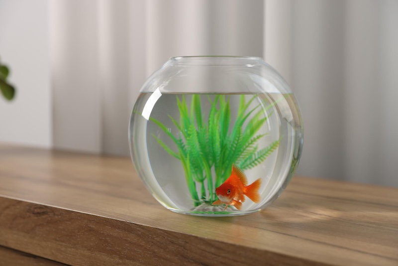 Bể cá mini là món quà 8/3 cho cô giáo độc đáo