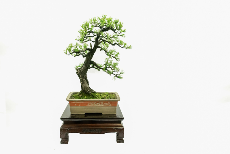 Cây cảnh phong thủy làm quà tặng người thân