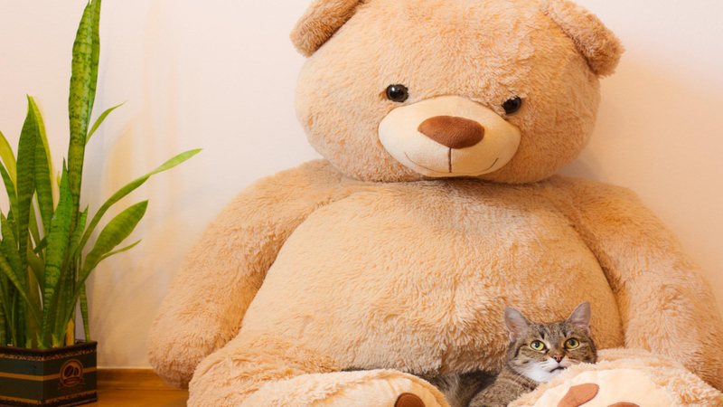 Alt: Gấu bông là món quà tỏ tình dành cho bạn gái sống tình cảm