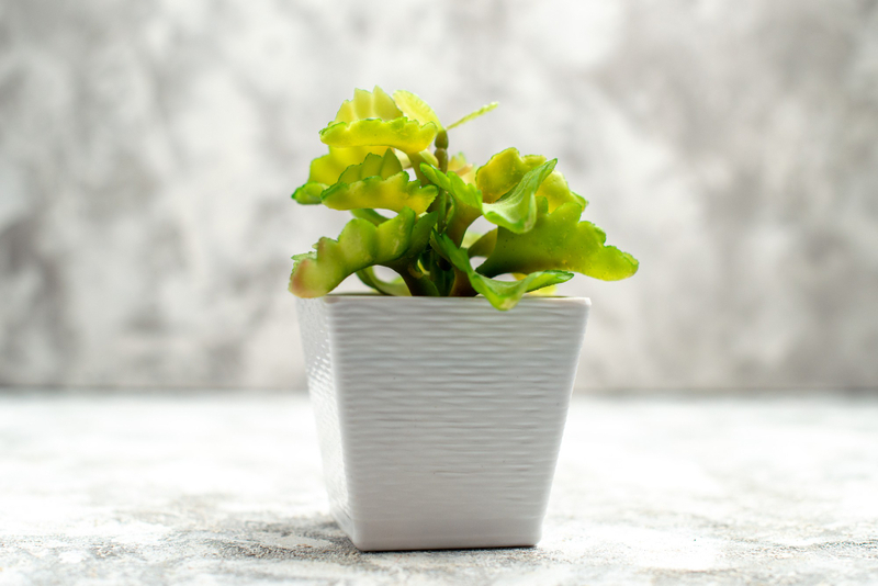 Chậu hoa mini để bàn làm quà 20/10 cho đồng nghiệp nữ