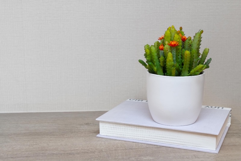 Cây xanh để bàn là quà tặng Đại hội Đoàn tượng trưng cho sức sống