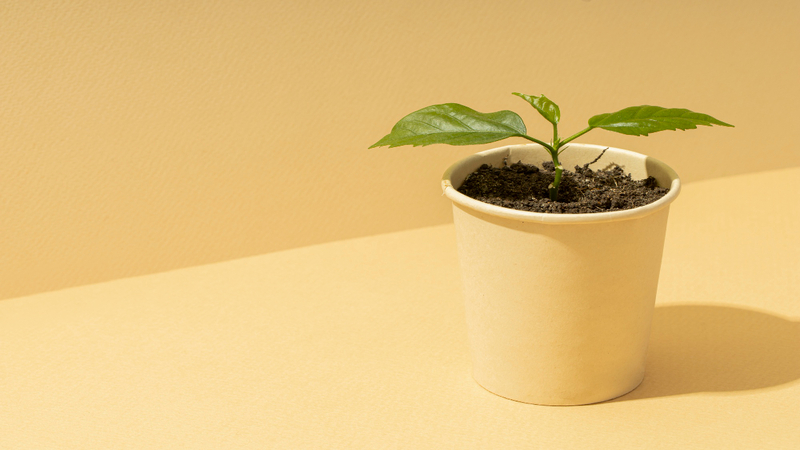 Chậu cây mini dùng làm quà tặng cho khách mời đám cưới