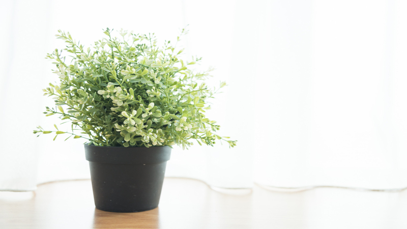 Chậu cây mini làm quà tặng cho khách mời đám cưới