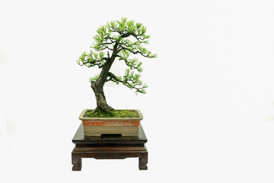 quà tết cho gia đình