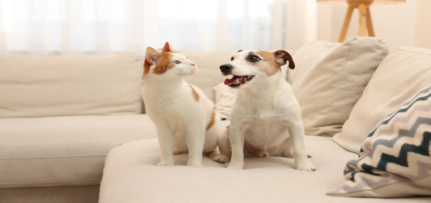 Tặng gì khi xin lỗi người yêu là thú cưng dễ thương