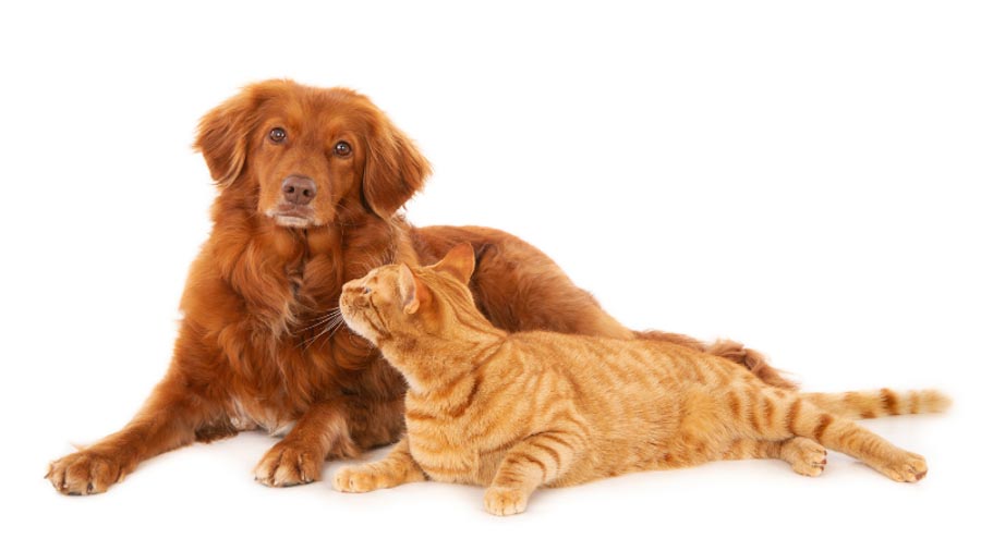 tặng quà sinh nhật cho chị gái độc đáo