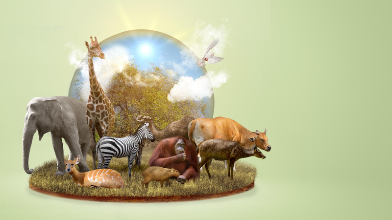 Alt: Ngày Thế giới bảo vệ động vật hoang dã 3/3 trong các ngày lễ lớn tháng 3