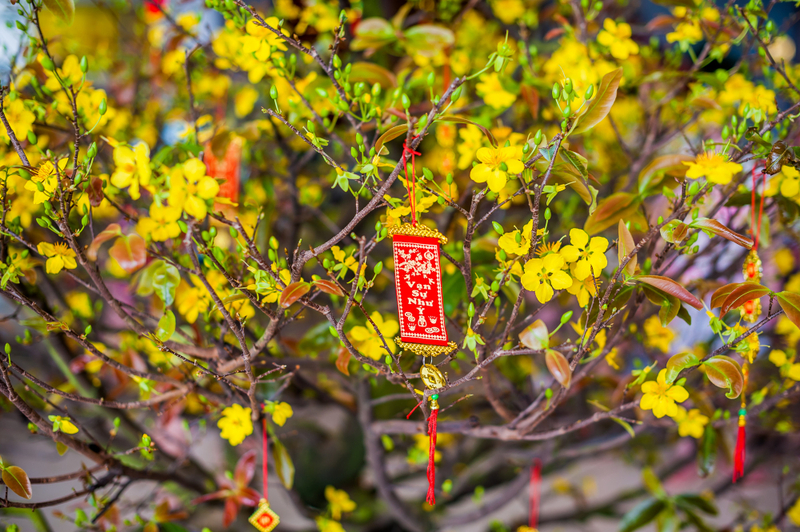 Alt: Trang trí sân nhà trong các kiểu trang trí nhà ngày Tết