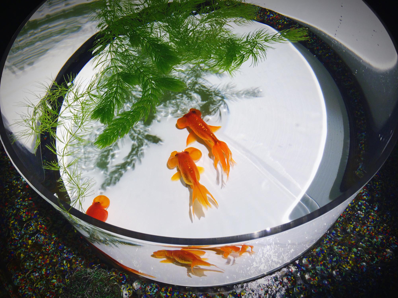 Alt: Trang trí Tết trong nhà với bể cá thủy sinh